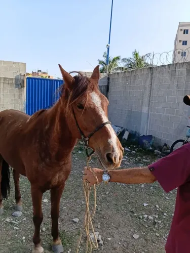 Cavalo