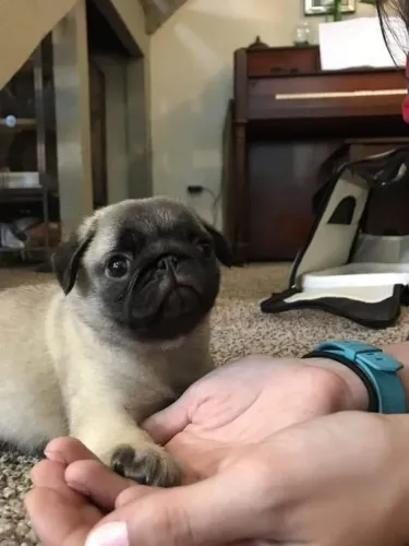 Pug Cachorrinho disponível para quem está avaliando opções