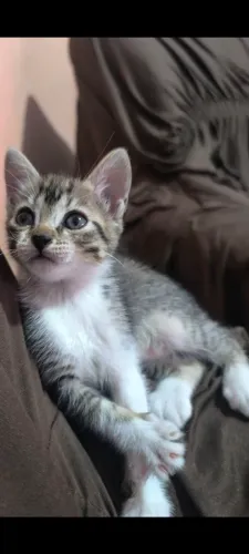 Gatinha meiga fêmea 