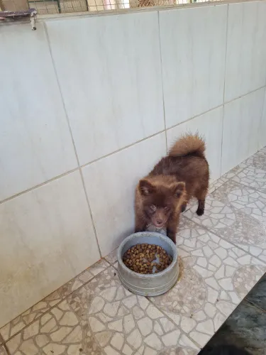 Vende-se spitz alemão macho