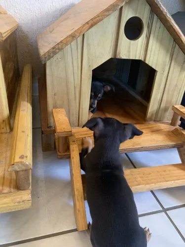 Pinscher femeas