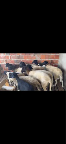 Carneiros doper e Santa Inês 