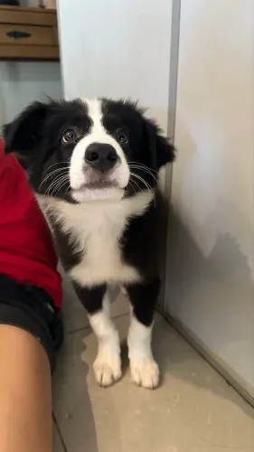 último filhote de border collie