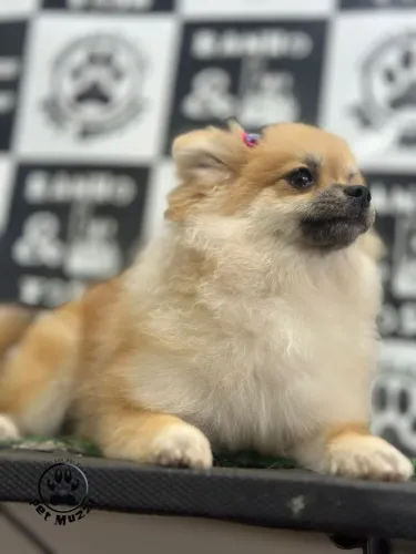 Lulu da Pomerânia