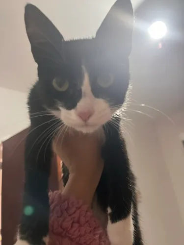 Gato filhote mansinho