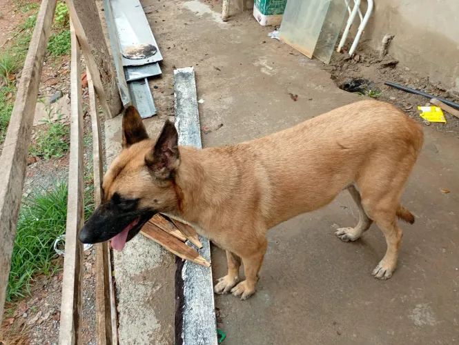 Cachorro Pastor Molino