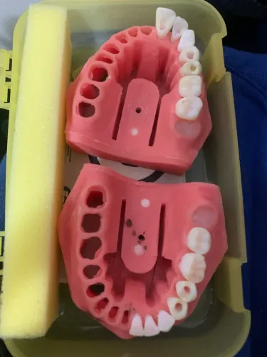 Manequim odontologico 