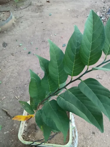 Birinba 
