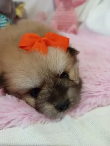 Spitz alemão fêmea 