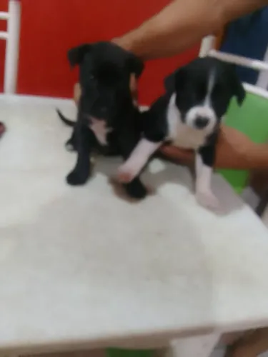 CACHORRINHOS PARA ADOÇAO