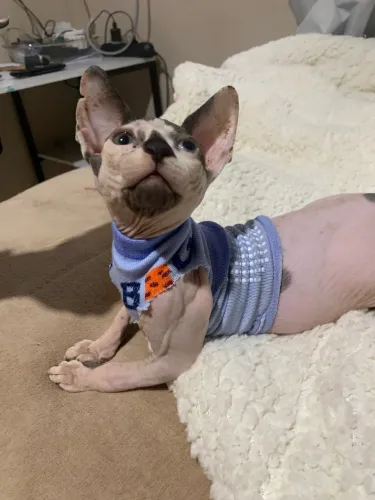 Sphynx filhote macho