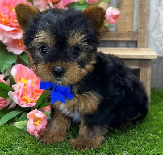 Yorkshire Terrier - Filhotes Disponíveis