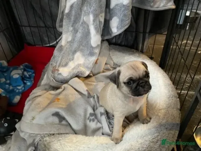 Filhote de cachorro pug saudável de temperamento dócil