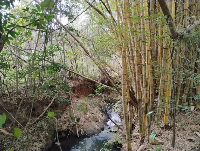 Terreno 20 km de BH, muita água.