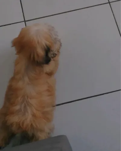 Filhote lhasa apso 