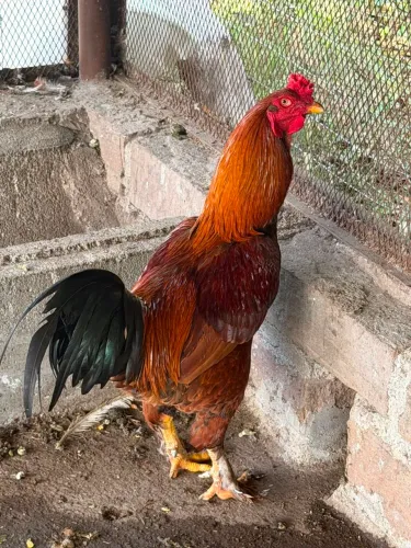 Troco galos por galinhas LINDOS
