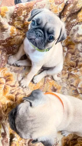 FILHOTES DE PUG