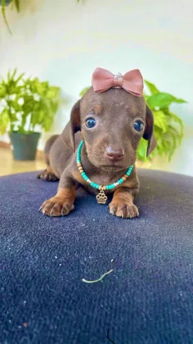Dachshund (salsichinha ) fêmeas miniatura exóticas