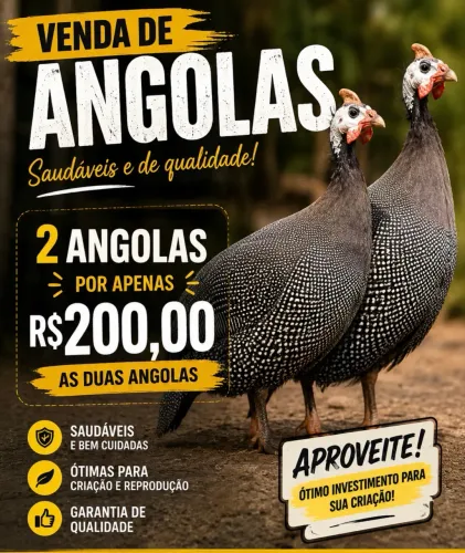 Galinha de Angola 