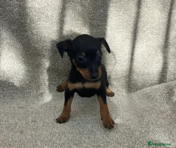 Filhotinhos Pinscher/ Pincher super dócil e brincalhão prontos para o lar