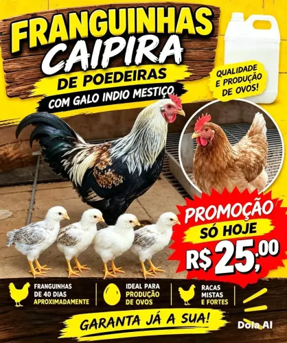 Franguinhas caipira poedeira