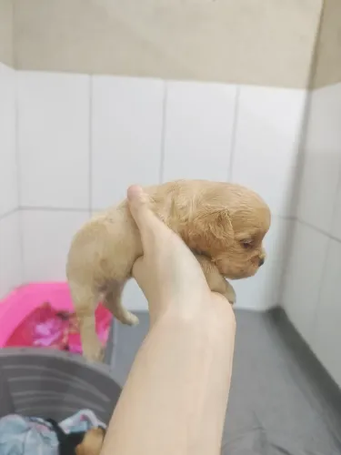 Linda filhote de Cavapoo fêmea na cor Fulvo