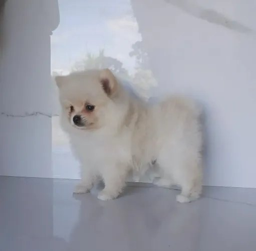 Machinho de Lulu da Pomerânia