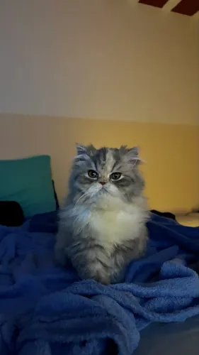 Gata Persa