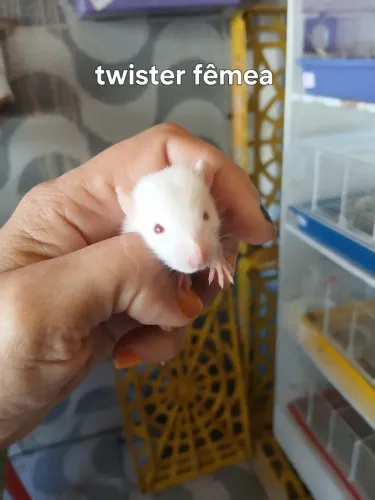 Rato Twister Nascido dia 30/05/2026