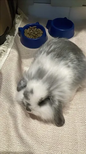 Mini Coelho Fuzzy Lop