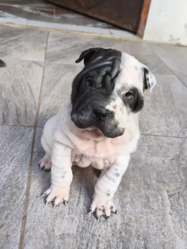 Shar pei fêmeas 