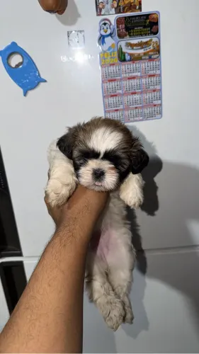 shih-tzu