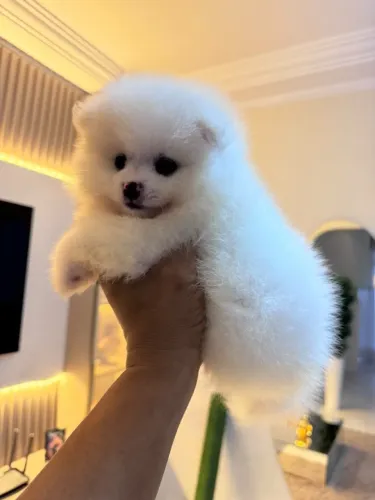 Spitz anão 