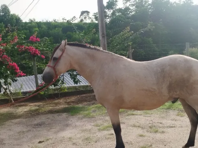 Cavalo 