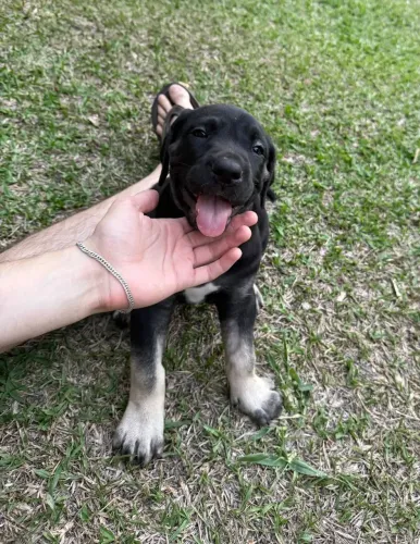 Filhotes Cane Corso