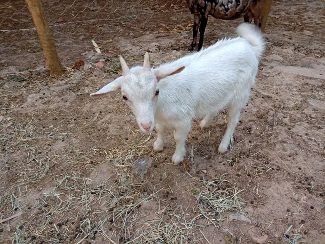 Cabritinho saanen 
