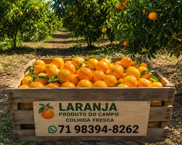 Venda de laranja 