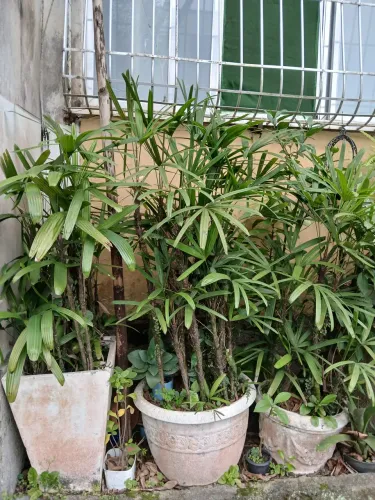 PALMEIRA RÁFIS (Rhapis excelsa)
