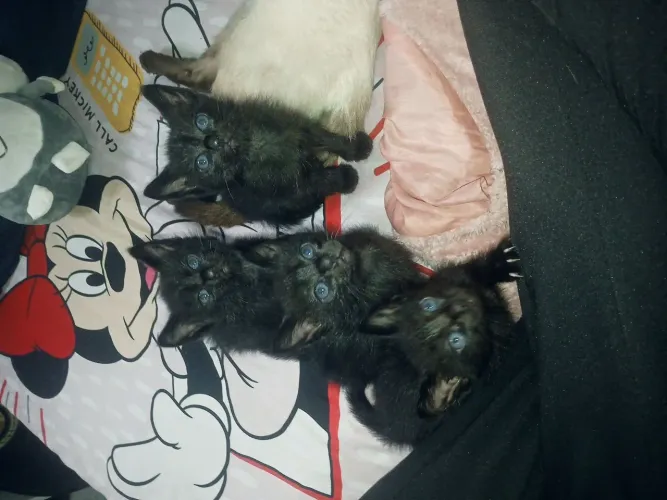 Doação de gatos, filhotes