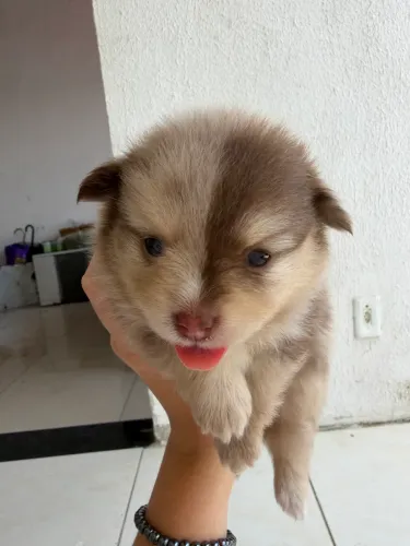 Spitz