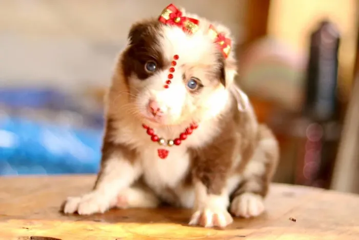 BORDER COLLIE PARCELAMOS