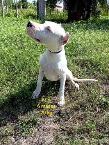 Filhotes Dogo Argentino com 6 meses Pedigree CBKC