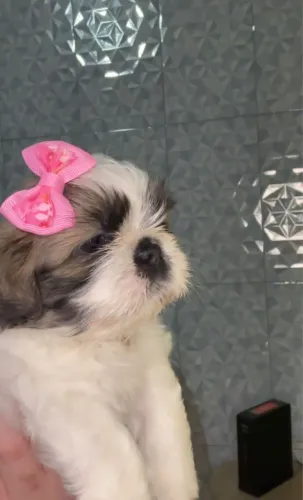 Shih-tzu femea com 54 dias vacinada