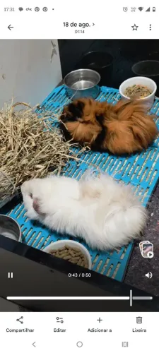 Vendo dois porquinhos da índia macho