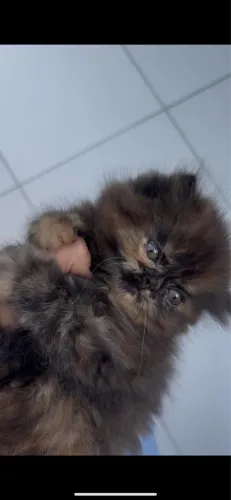 Filhote de gato persa disponível Fêmea 