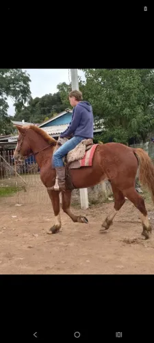 Tostado graúdo marchador 