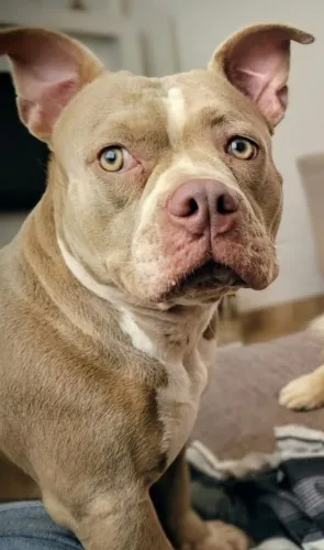 American Bully Pocket - ADOÇÃO RESPONSÁVEL 