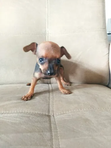 Pinscher