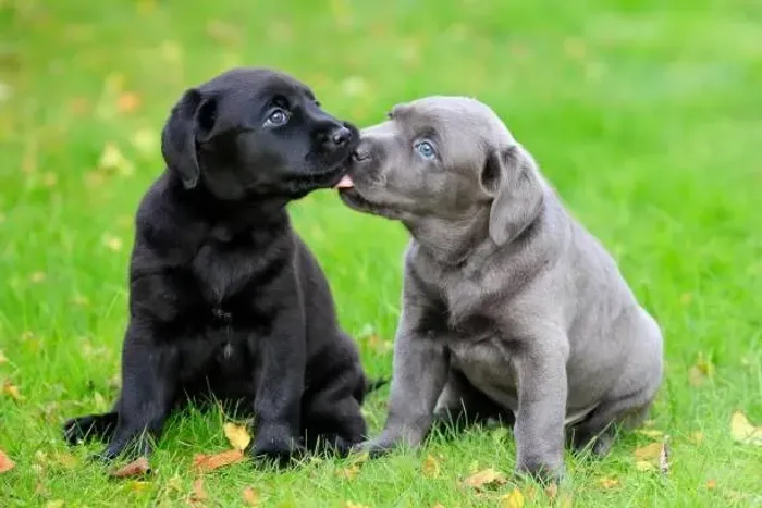 ? Labrador Retriever | Filhotes Dóceis, Inteligentes e Muito Companheiros