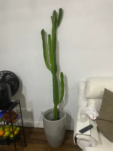 Cacto natural com vaso